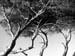 arbres in the sky noir et blanc