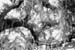 15 arbres02 copy